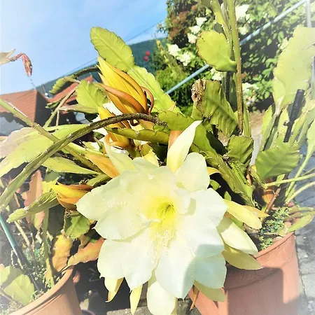 شقة Baacke روهلا