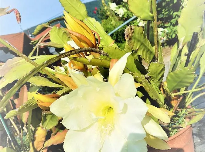 بيت للعطل Baacke روهلا